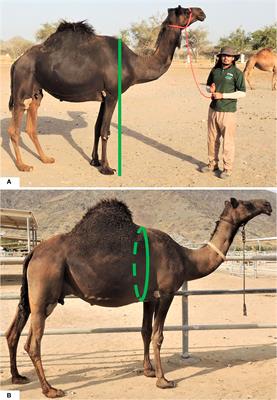 A proposed simplified scorecard for the linear descriptive evaluation of dairy characters of female camels (Camelus dromedarius) of the Majaheem breed